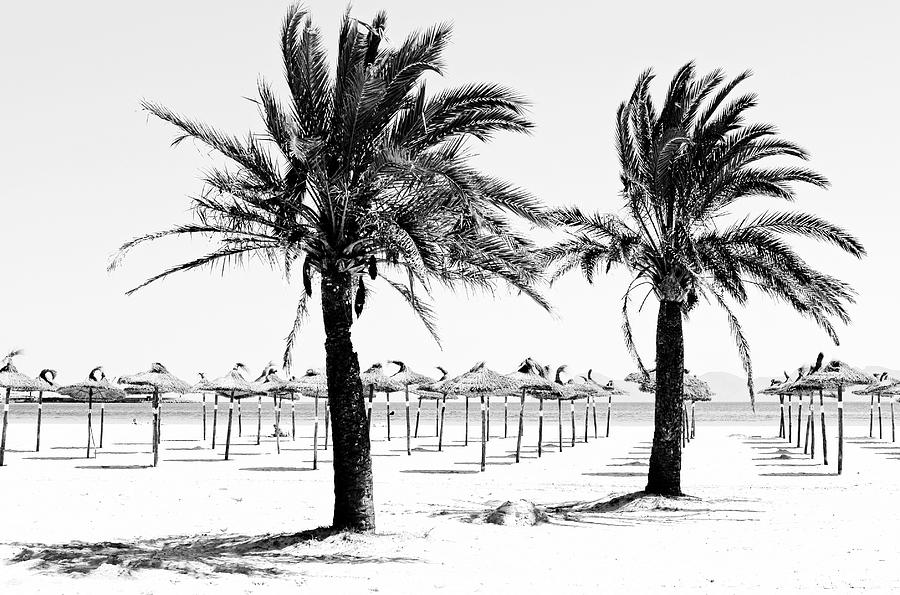 Black and white beach with palm trees Photograph by Severija Kirilovaite