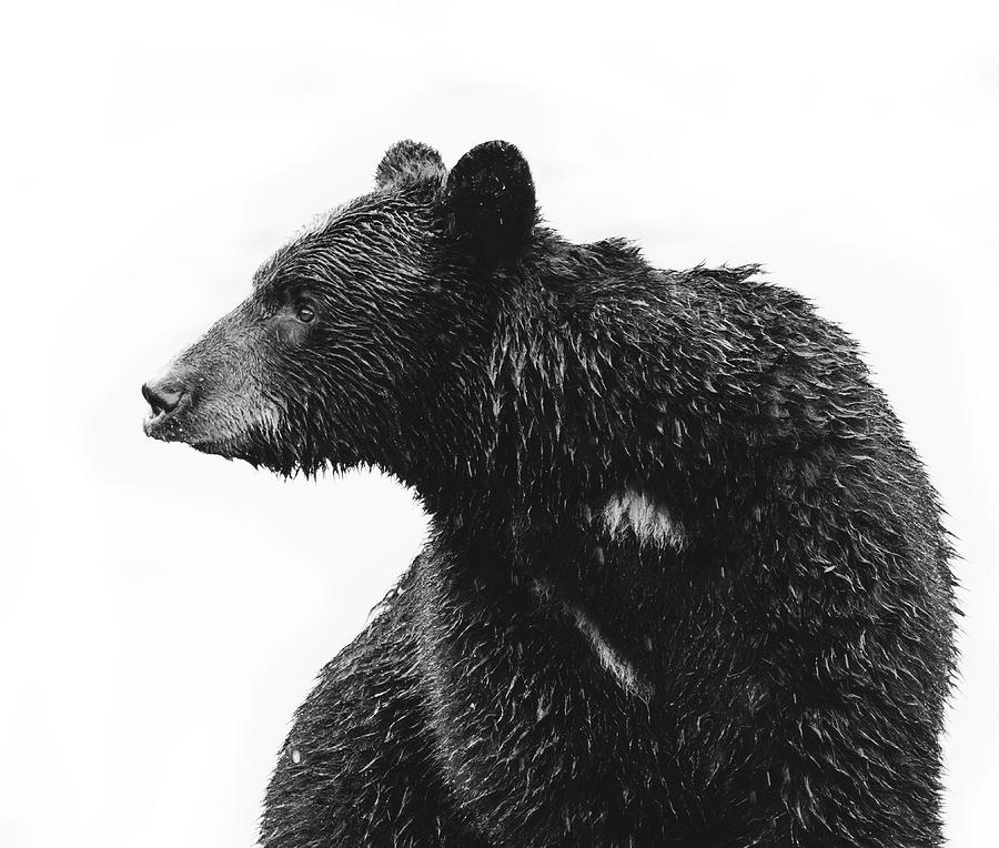 Black And White Bear Portrait Alaska Photograph by Dan Sproul
