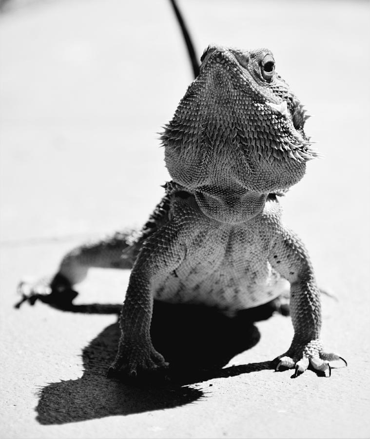 Black and White Bearded Dragon Photograph by Mary The Barber - Fine Art