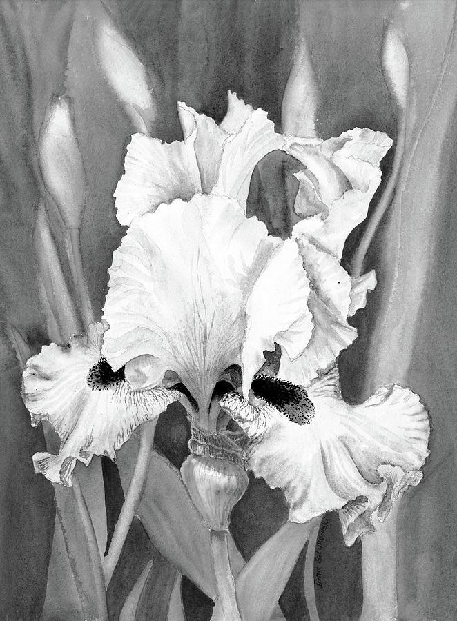 Black And White Beautiful Iris Flower In The Garden Watercolor  Painting by Irina Sztukowski
