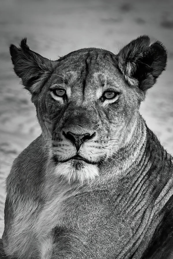 Black And White Beauty Photograph by MaryJane Sesto