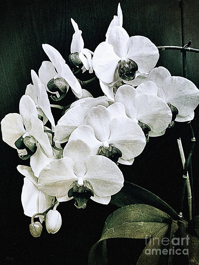 Orchid Photograph - Black and White Beauty by Ramona Matei