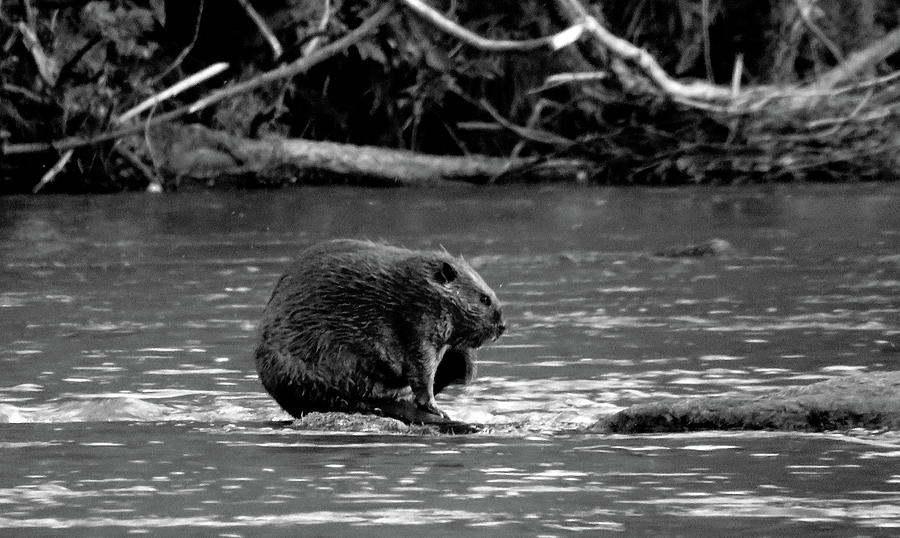 Black and White Beaver Photograph by Joshua Bales