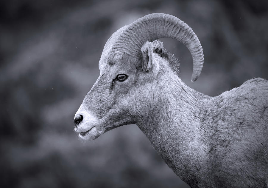 Black And White Bighorn Close Up Photograph by Dan Sproul