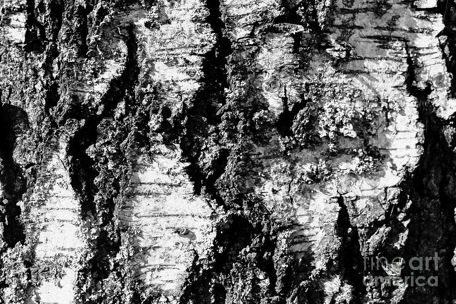 Black and White Birch Bark Photograph by Nikki Vig