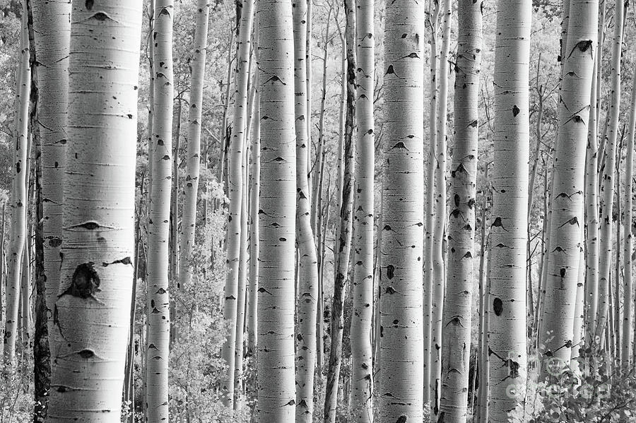 Black and White Birch Trees Photograph by Nikki Vig