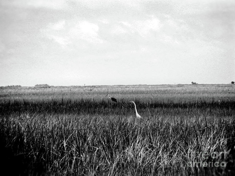 Black and White Birding in the Marsh Photograph by Theresa Fairchild