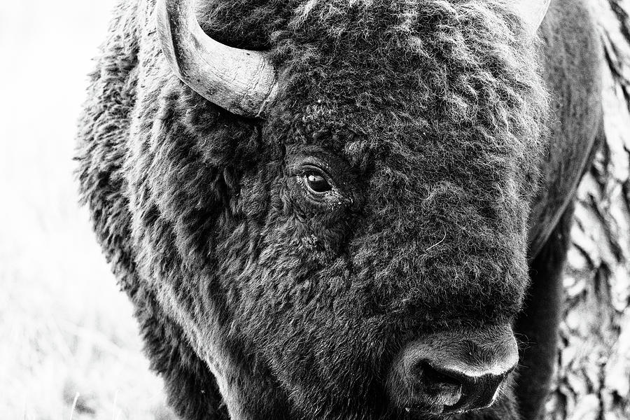 Black and White Bison Bull Portrait Photograph by Tony Hake