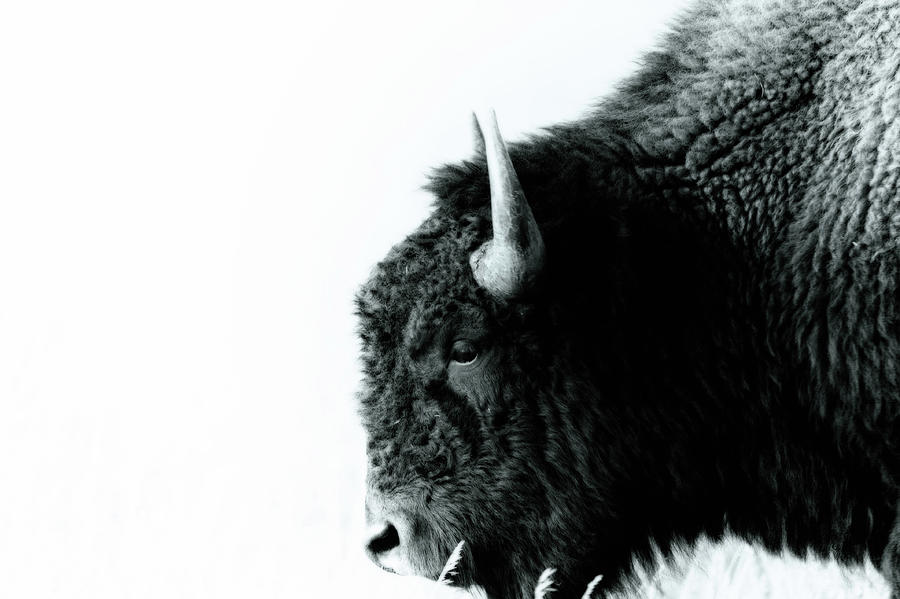 Black and white bison Photograph by Doug Wittrock