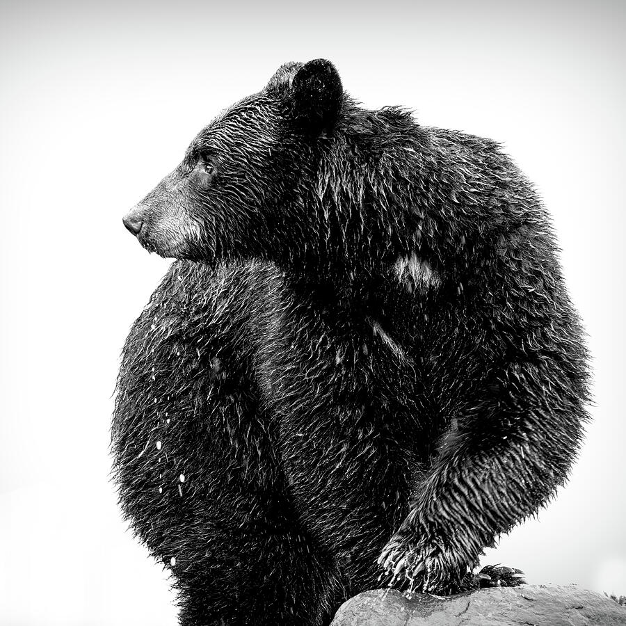Black And White Black Bear Alaska Photograph by Dan Sproul