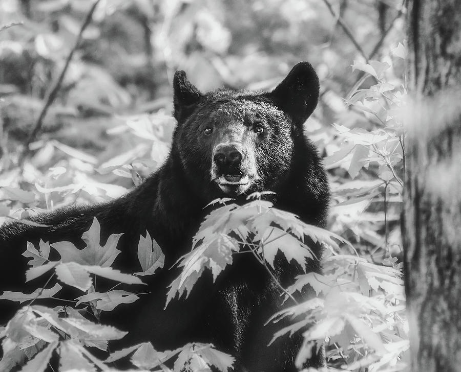 Black And White Black Bear In The Smokies Photograph by Dan Sproul