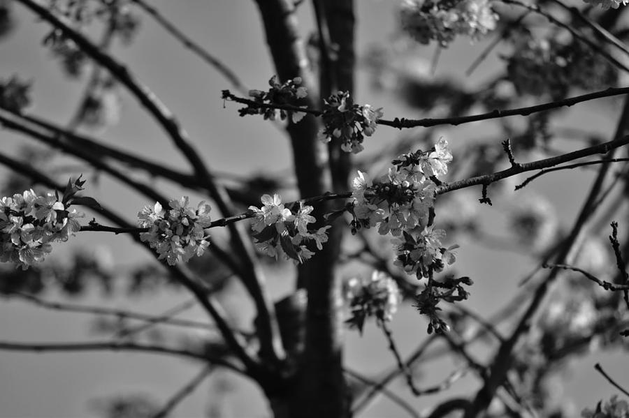 Black and white blossom Photograph by Samantha Jackson - Fine Art America