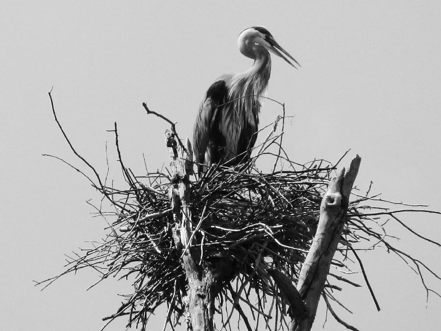 Black and White Blue Heron Photograph by Judy Stepanian