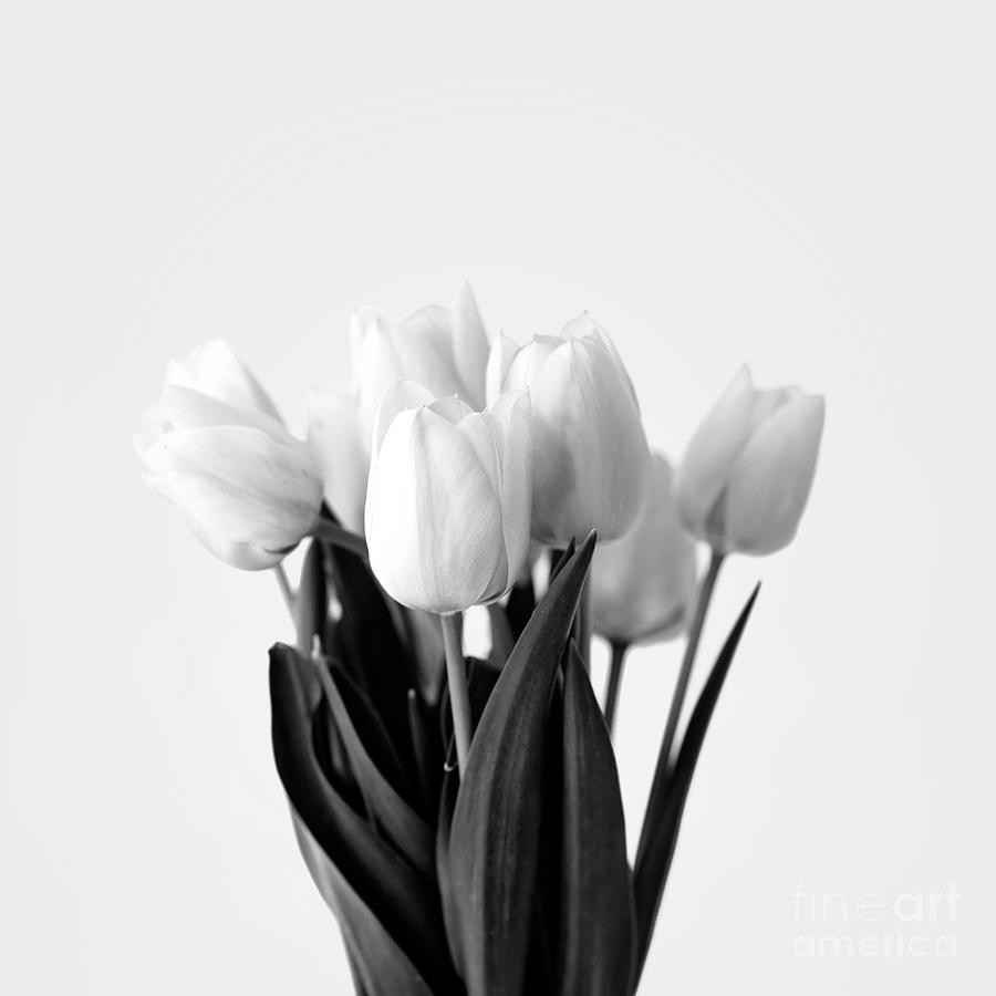 Black and white bouquet of tulips. Photograph by Jelena Jovanovic
