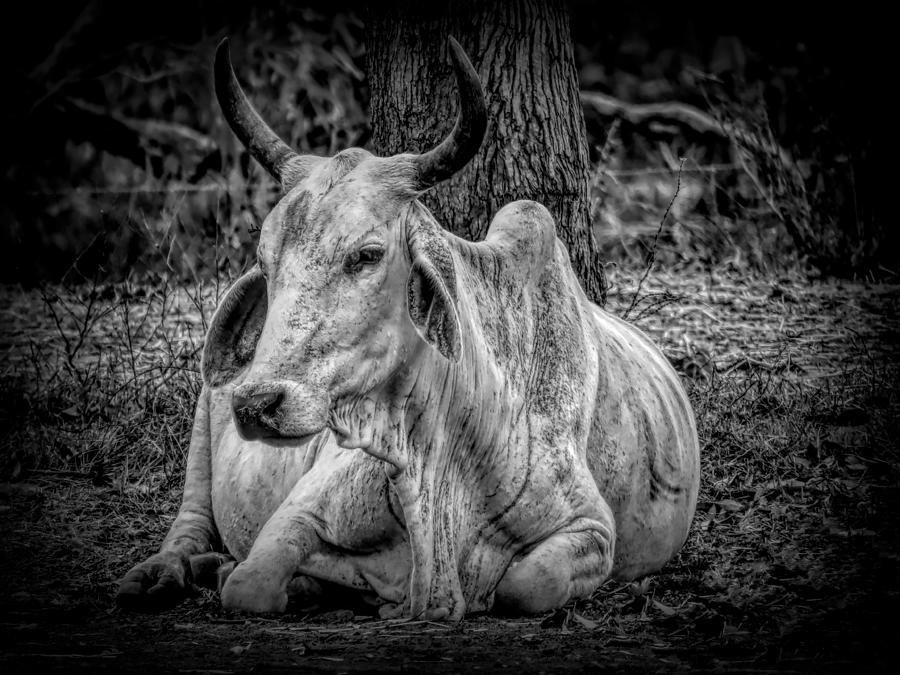 Black And White Photograph - Black And White Brahman Cow With Horns by Joan Stratton