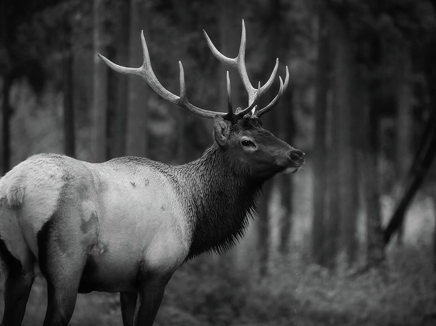 Black And White Bull Elk Photograph by Dan Sproul