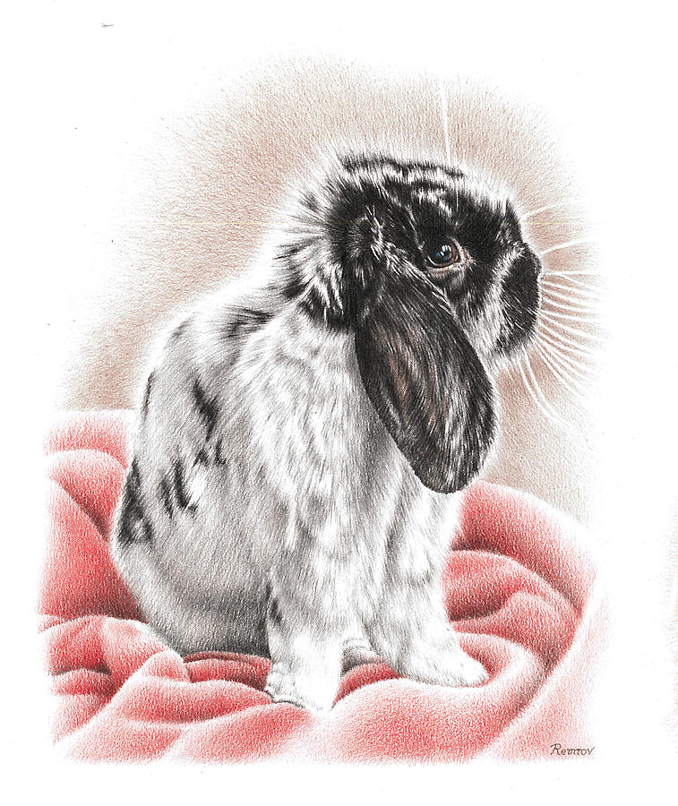 Black and White Bunny Drawing by Casey Remrov Vormer