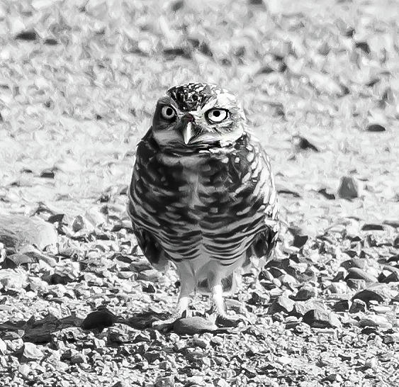 Black And White Burrowing Owl Photograph