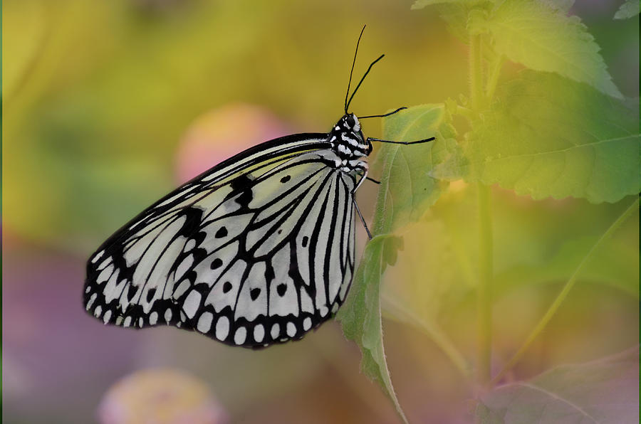 Black and White Butterfly Photograph by Ann Bridges