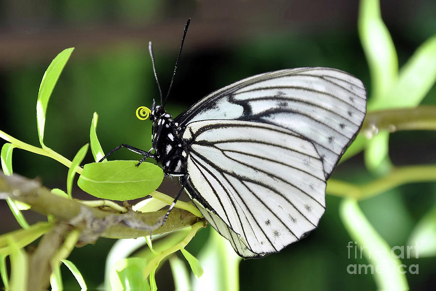 Black and white butterfly Photograph by Delphimages Photo Creations