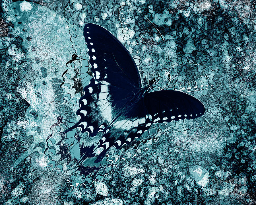 Black And White Butterfly - Monochrom Digital Art by Anthony Ellis