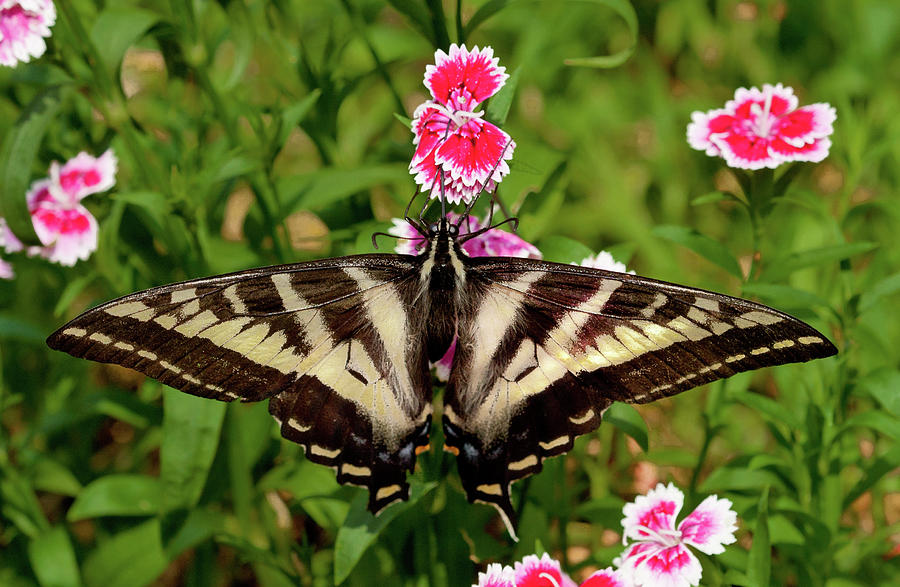 Black and White Butterfly on Dianthus Photograph by Jean Noren