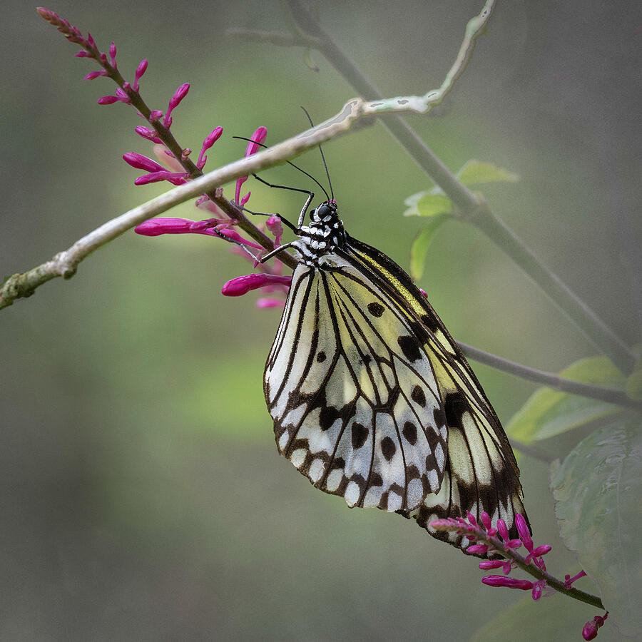 Black and White Butterfly on Pink Flower Buds Photograph by Paul Giglia
