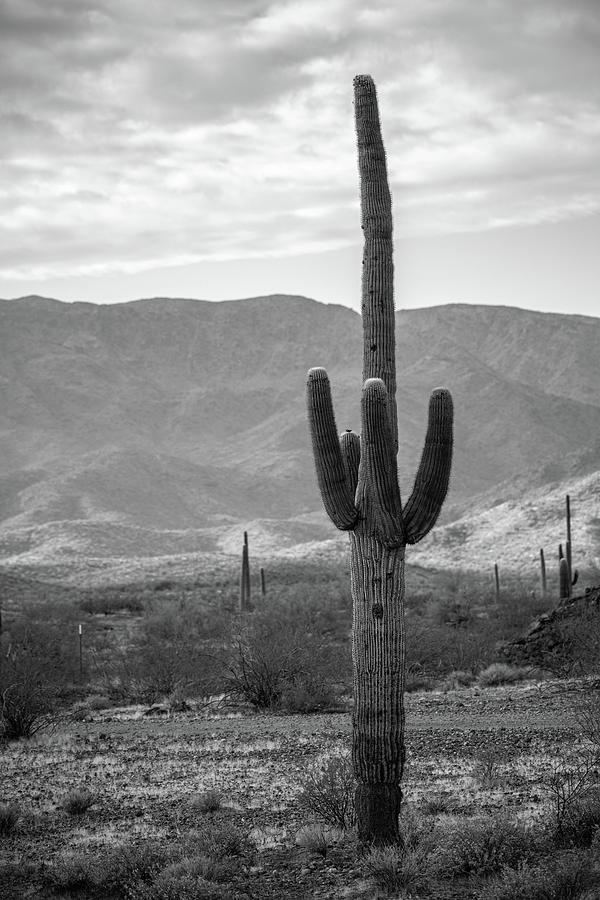 Black and White Cactus Photograph by Go and Flow Photos