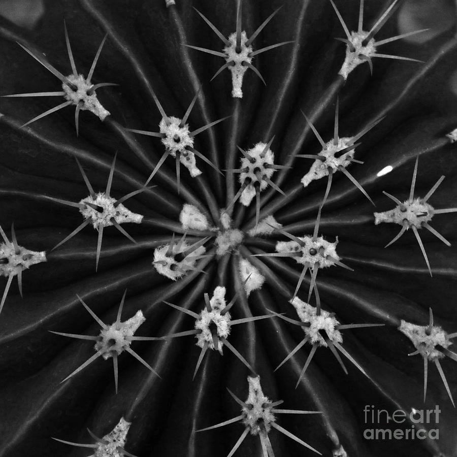 Black and white Cactus Macro Square 2 Photograph by Carol Groenen