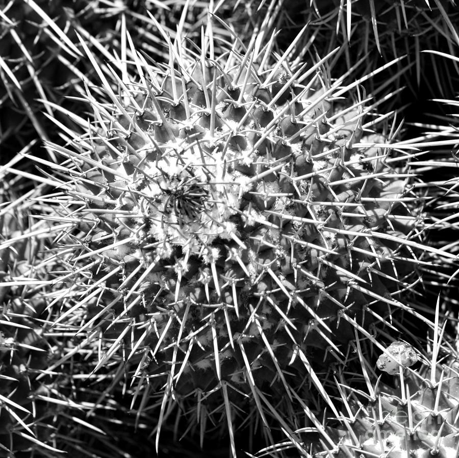 Black and White Cactus Macro Square 3 Photograph by Carol Groenen