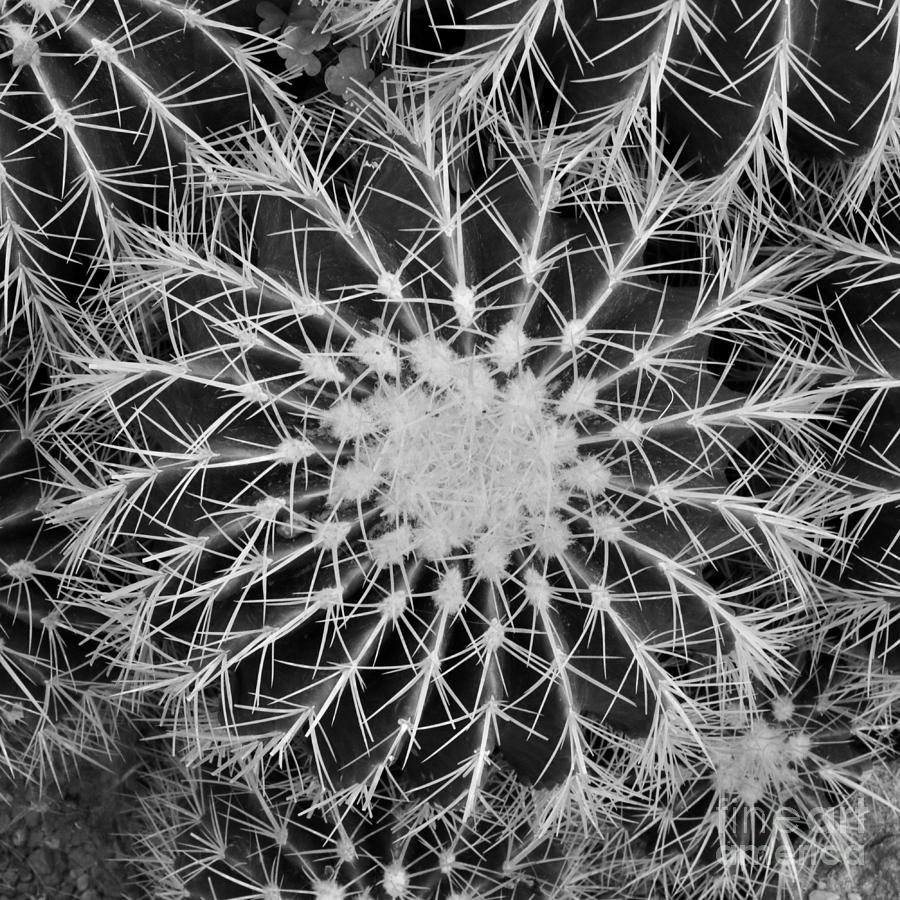 Black and White Cactus Macro Square Photograph by Carol Groenen