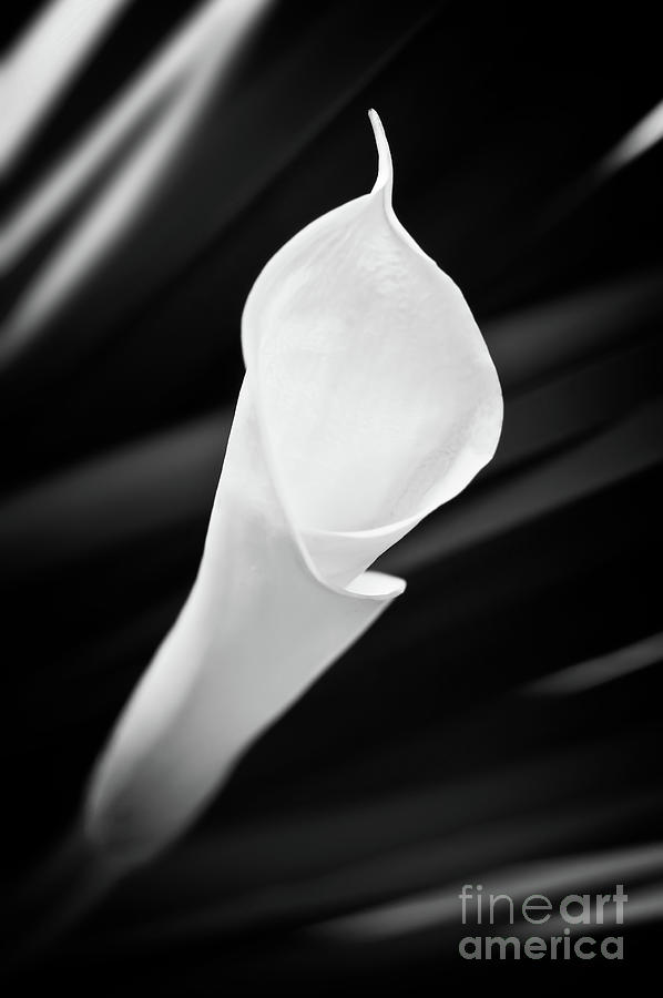 Black and white Calla lily Photograph by Delphimages Photo Creations
