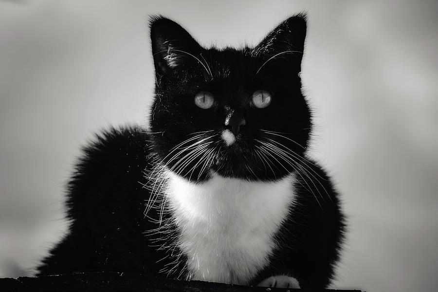 Black and White Cat Photograph by Melanie Lankford Photography