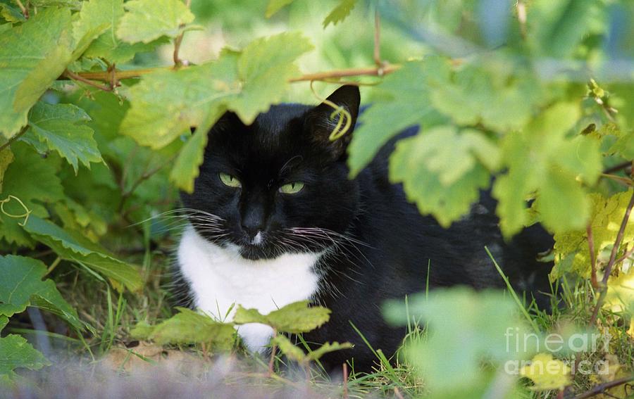 Black and white cat under a grapevine Photograph by David Fowler