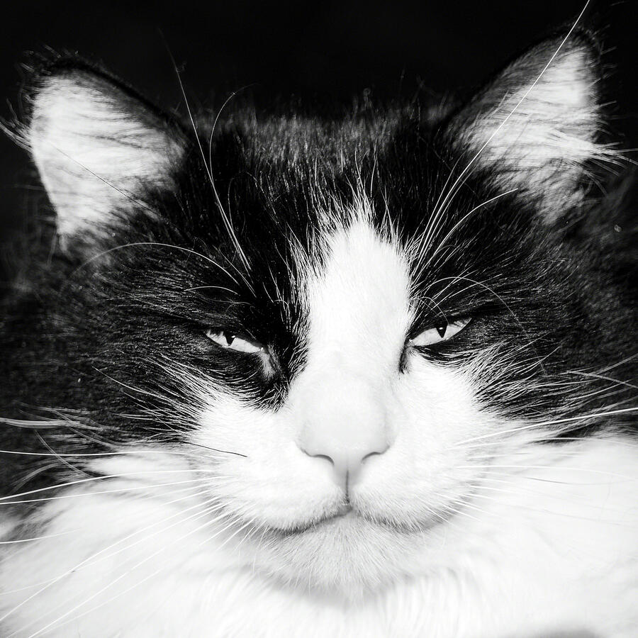Black and White Cat Photograph by William Havle