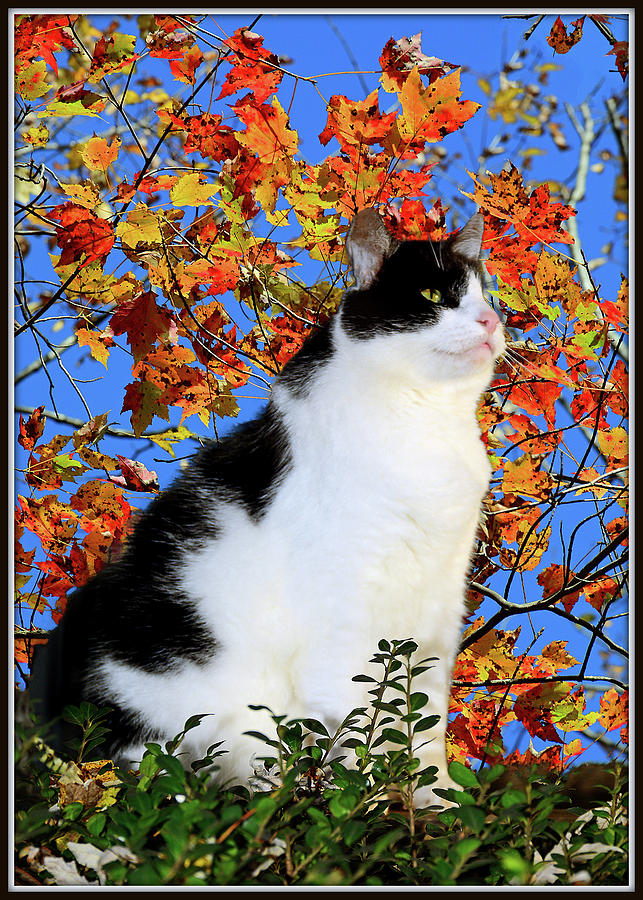 Black And White Cat With Autumn Leaves  Photograph by Constance Lowery