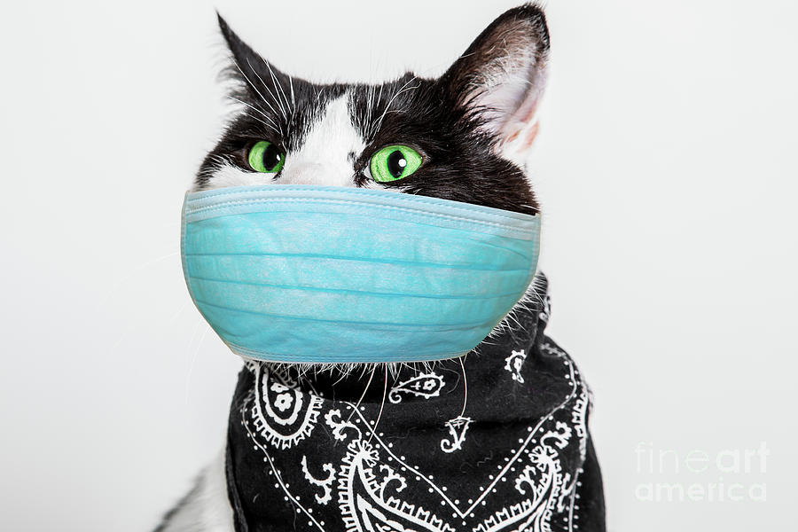 Black and white cat with surgical mask Photograph by Benny Marty