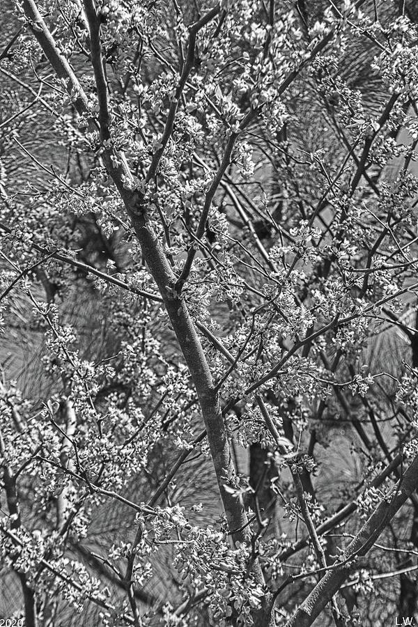 Black And White Cherry Tree Abstract Photograph by Lisa Wooten