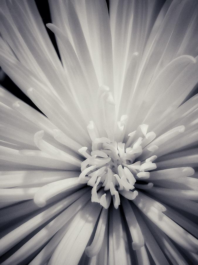 Black and White Chrysanthemum Photograph by Liselle Harry