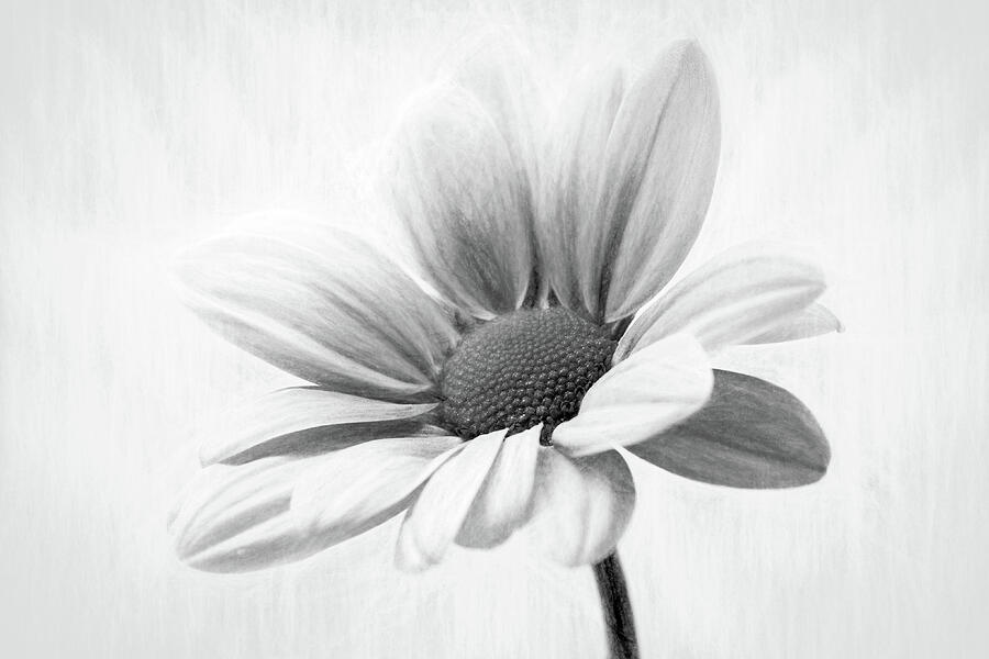 Black And White Chrysanthemum Photograph by Tanya C Smith