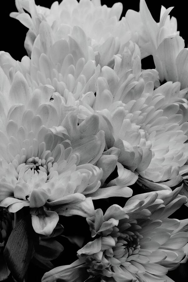 Black And White Photograph - Black And White Chrysanthemums  by Neil R Finlay