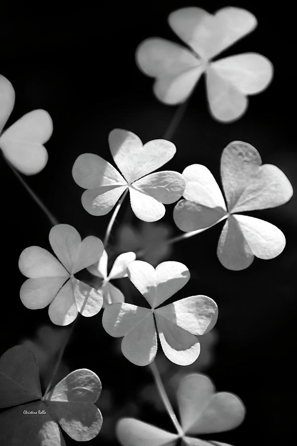 Black And White Clover Photograph by Christina Rollo