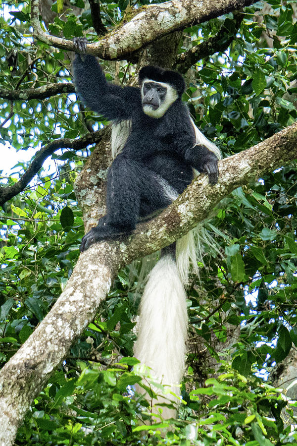 Look up, See the Recluse Black and White Colobus Monkey #2 Photograph by Leslie Struxness