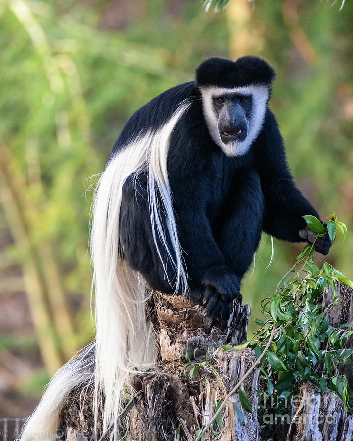 Black and White Colobus Monkey Photograph by Abigail Diane Photography