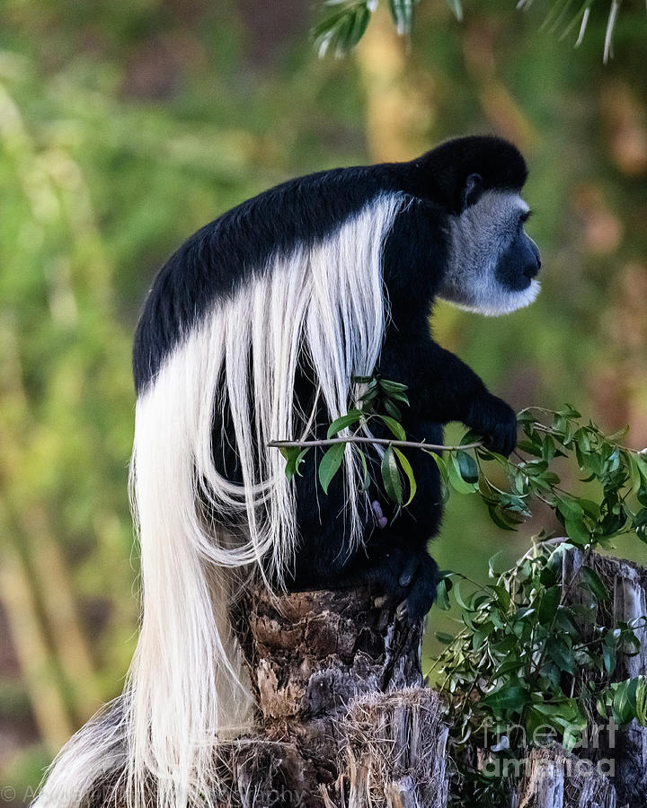 Black and White Colobus Monnkey Photograph by Abigail Diane Photography