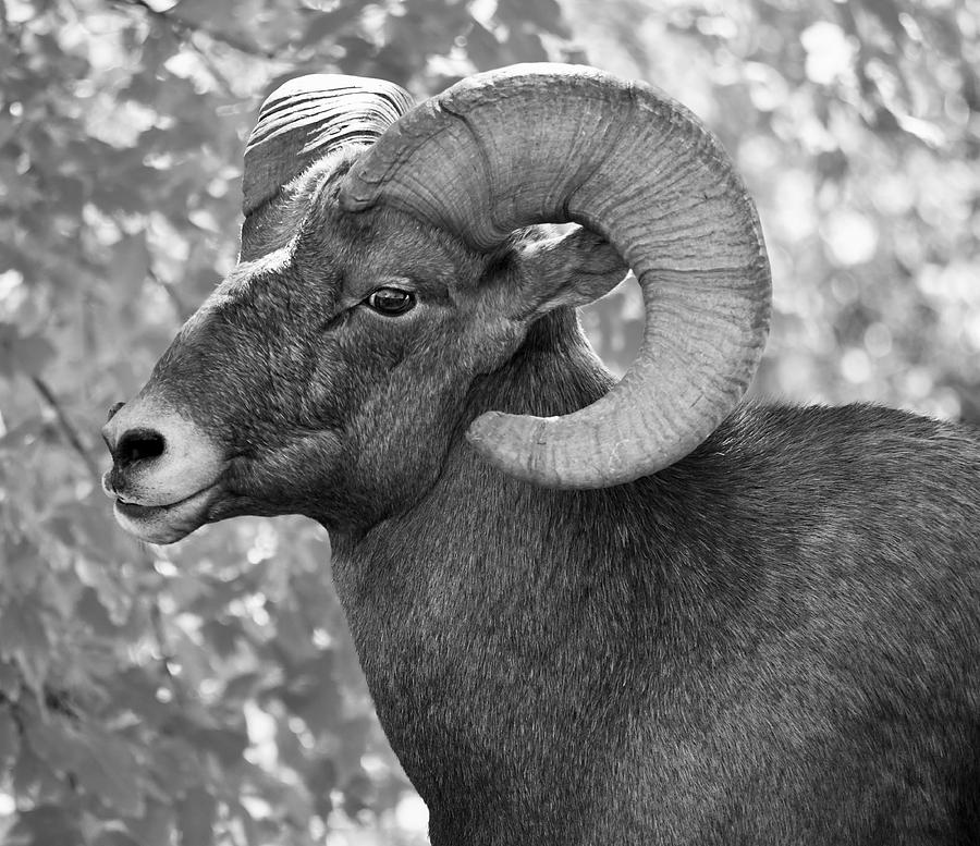 Black and White Colorado Bighorn Sheep Photograph by Richard Bryce and Family