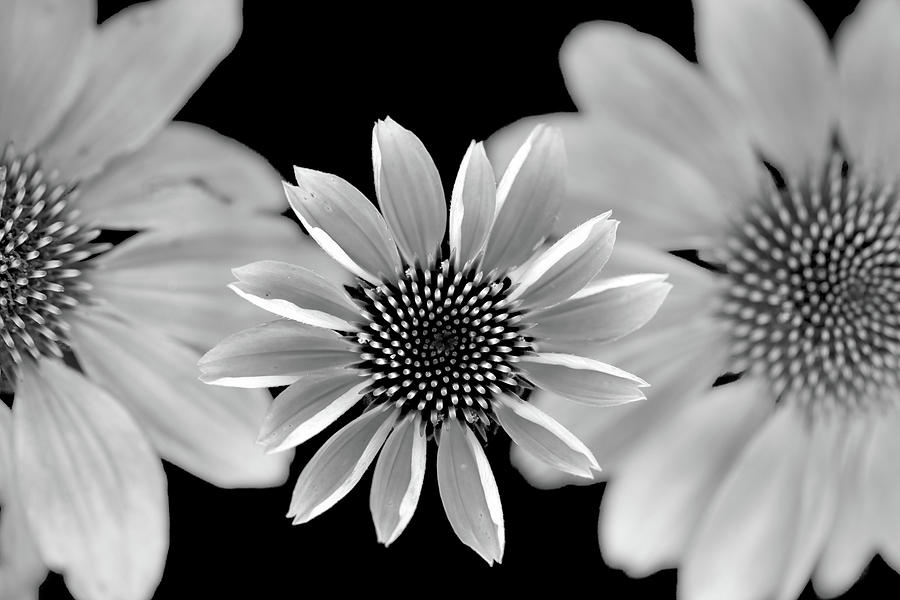 Black and White Coneflower Trio Photograph by Stamp City