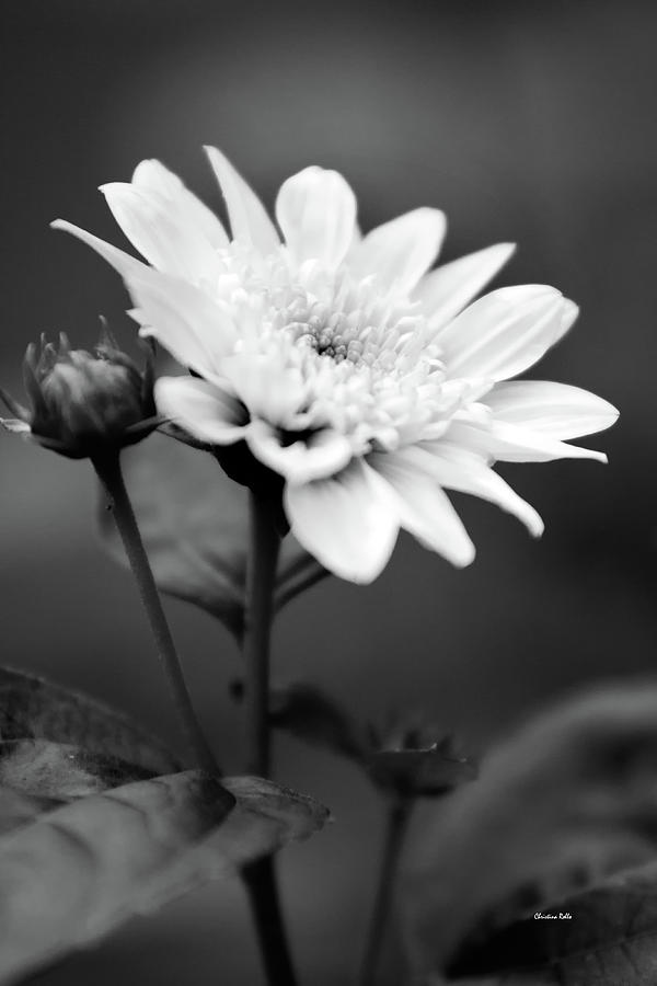 Flower Photograph - Black and White Coreopsis Flower by Christina Rollo
