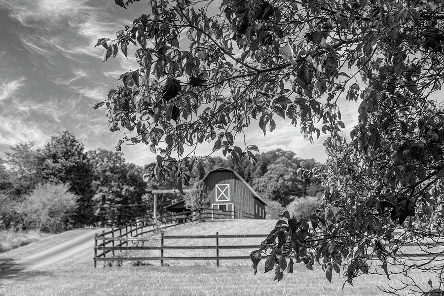 Black and White Country Barn in the Dogwoods Photograph by Debra and Dave Vanderlaan