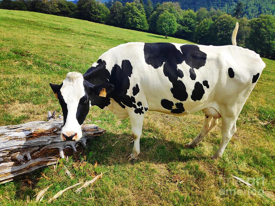 Black And White Cow Spotted On A Meadow In The Haut-rhin Region Photograph